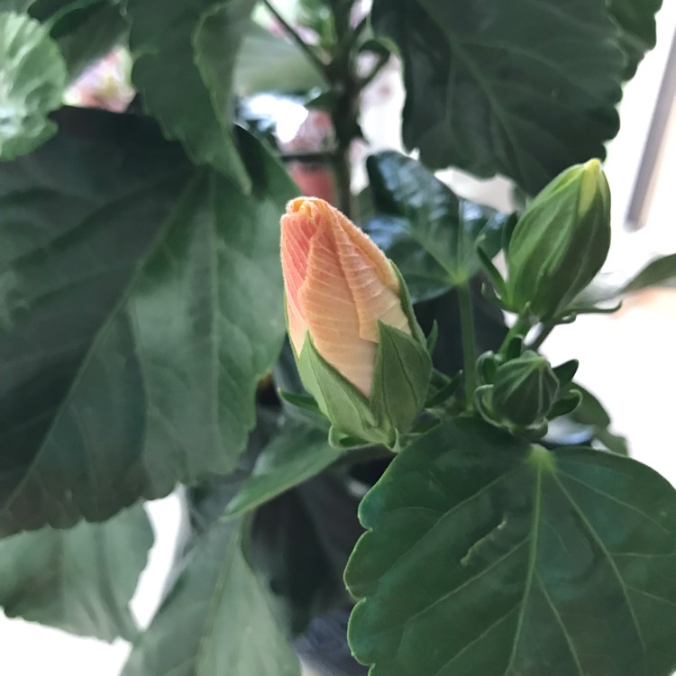 plant image 1624370