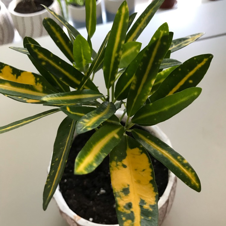 plant image 1624373