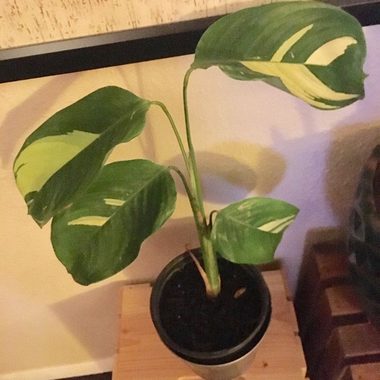 plant image 1186216