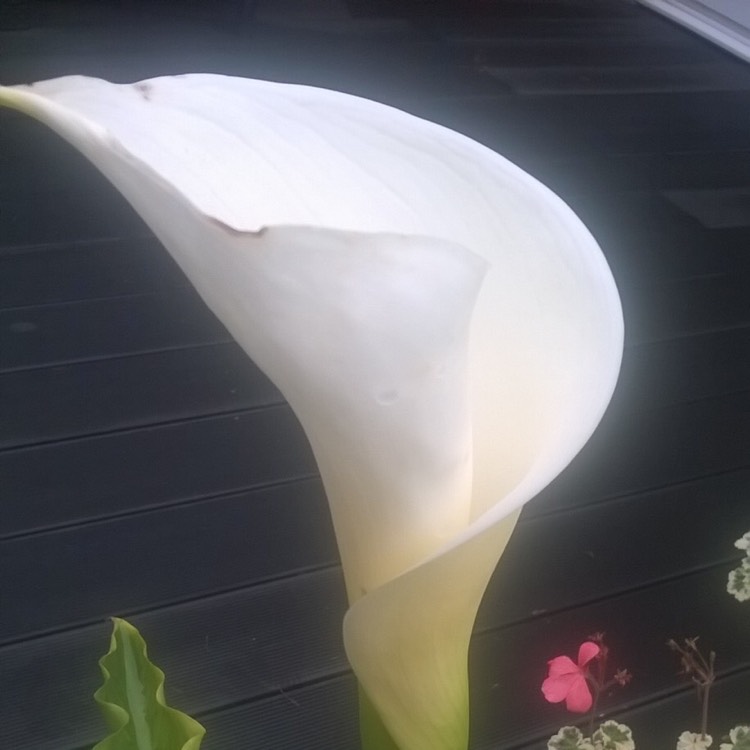 Plant image Zantedeschia aethiopica 'Green Goddess'