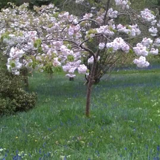 Plant image Prunus Serrulata 'Kiku-Shidare Zakura'