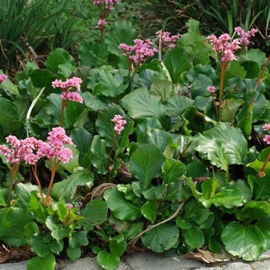 Bergenia