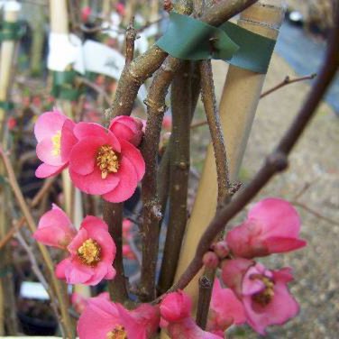 Plant image Chaenomeles x superba 'Pink Lady'