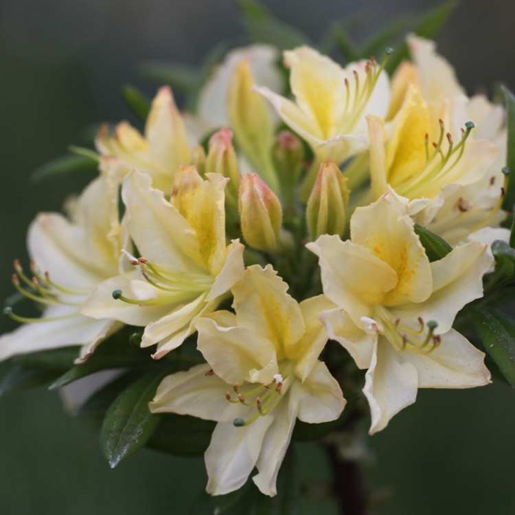 Plant image Rhododendron 'Daviesii'