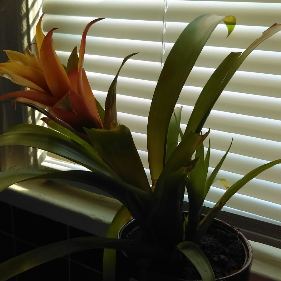 Guzmania