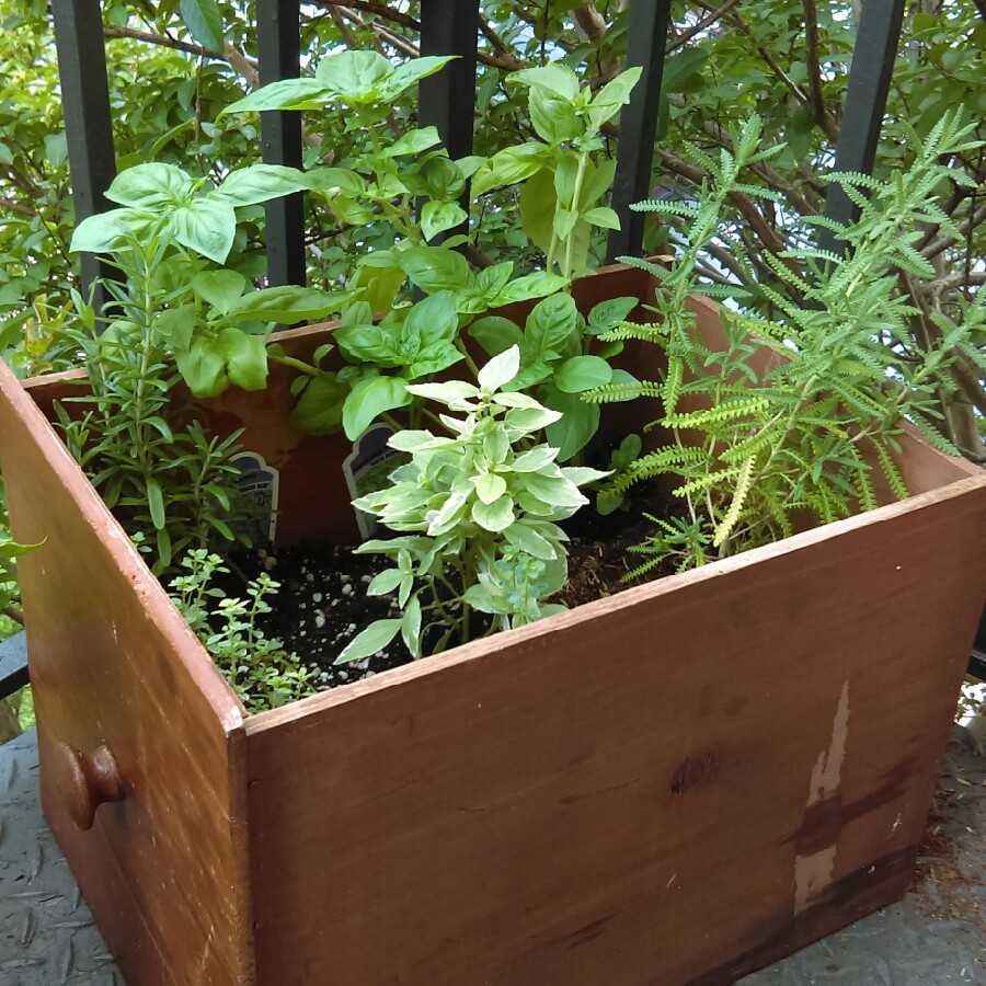 Norman's garden