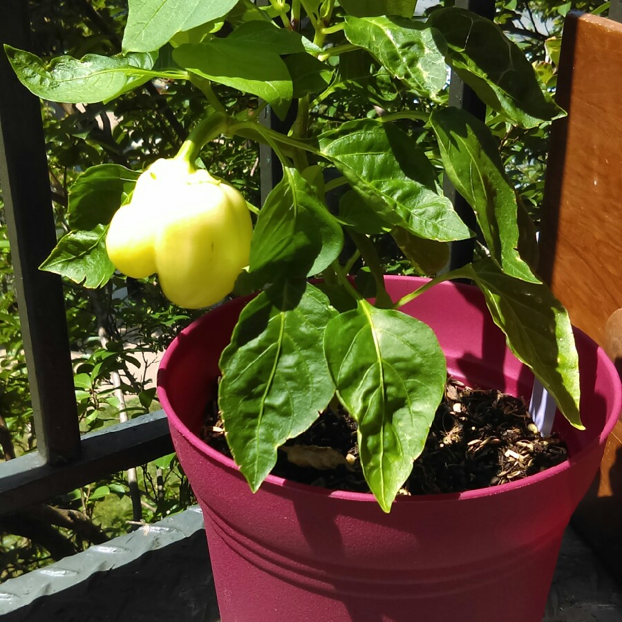 plant image 139022
