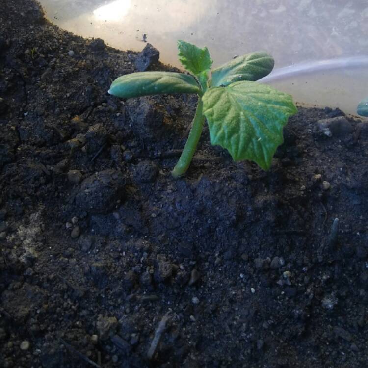 Plant image Cucumis sativus 'Straight Eight'