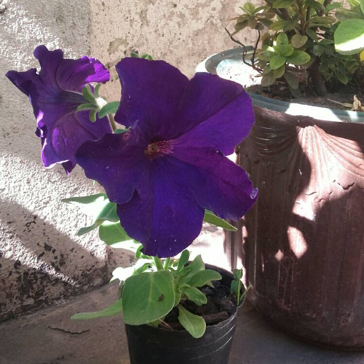 Plant image Petunia 'Sweetunia Black Satin'
