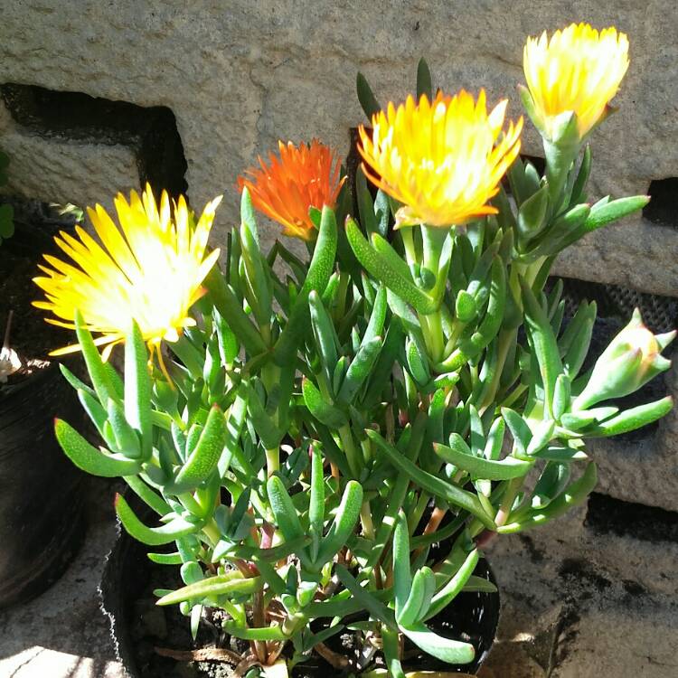 Plant image Lampranthus multiradiatus