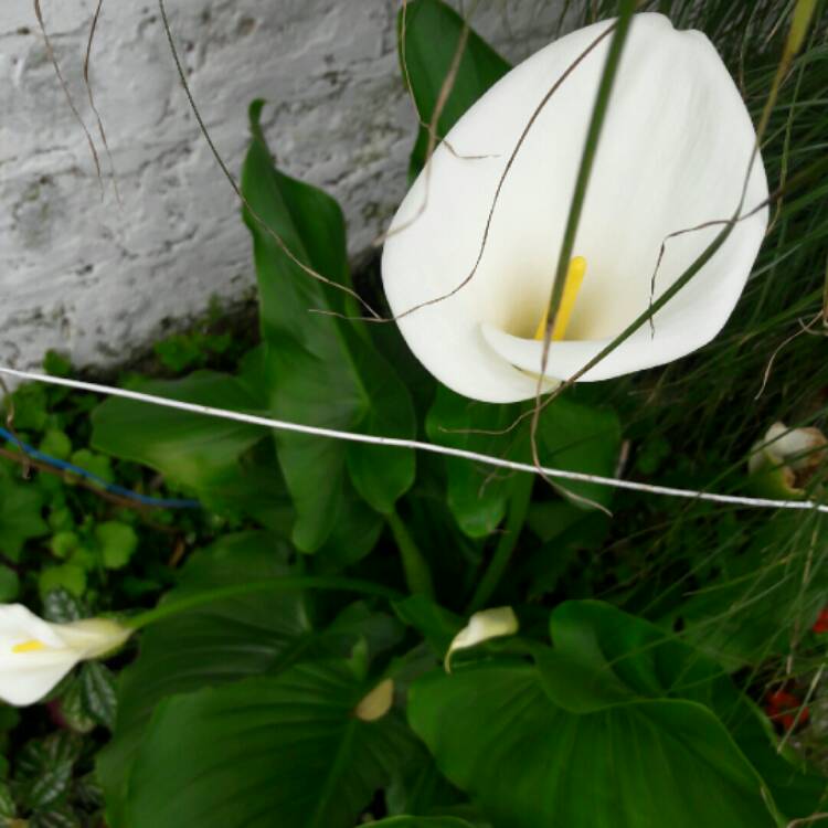 plant image 884863