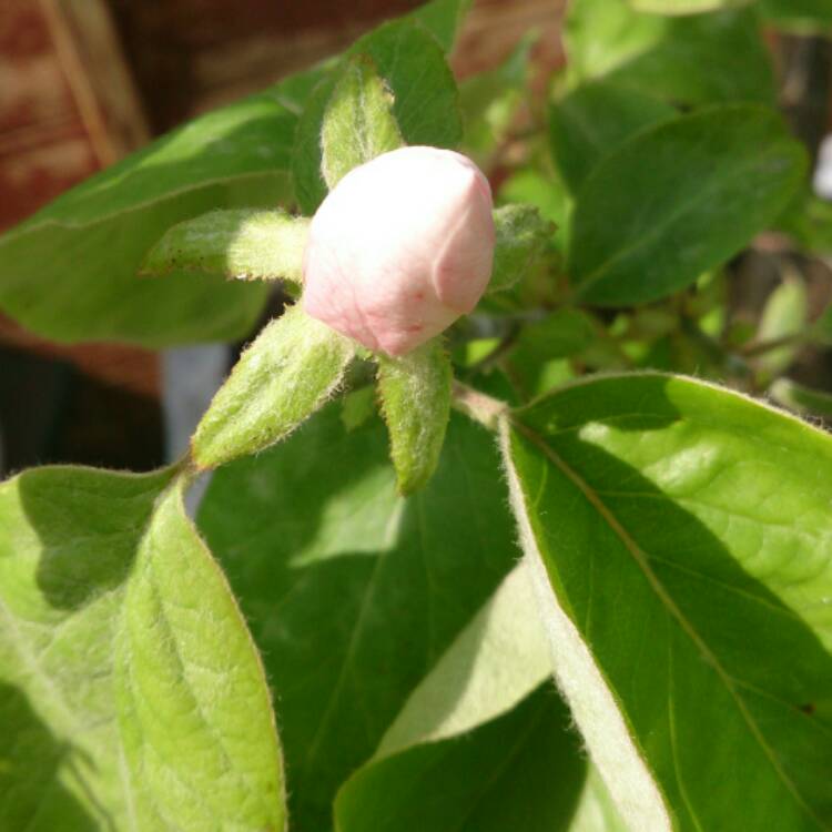 plant image 384376