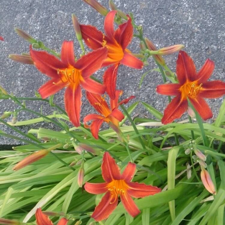 Plant image Hemerocallis 'Autumn Red'