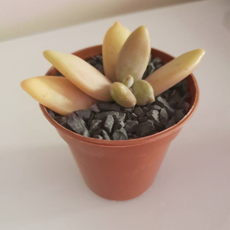Plant image Pachyphytum werdermanii