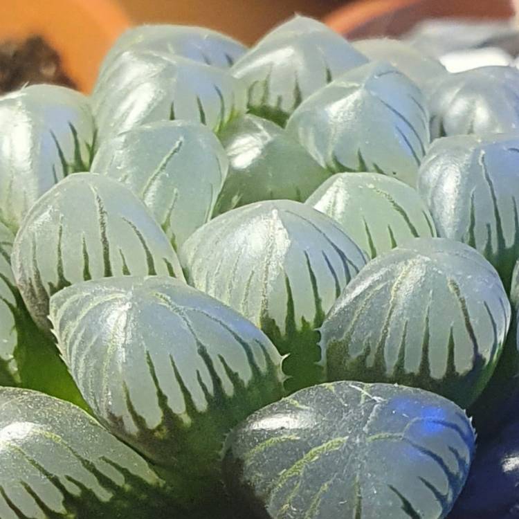 plant image 1423035