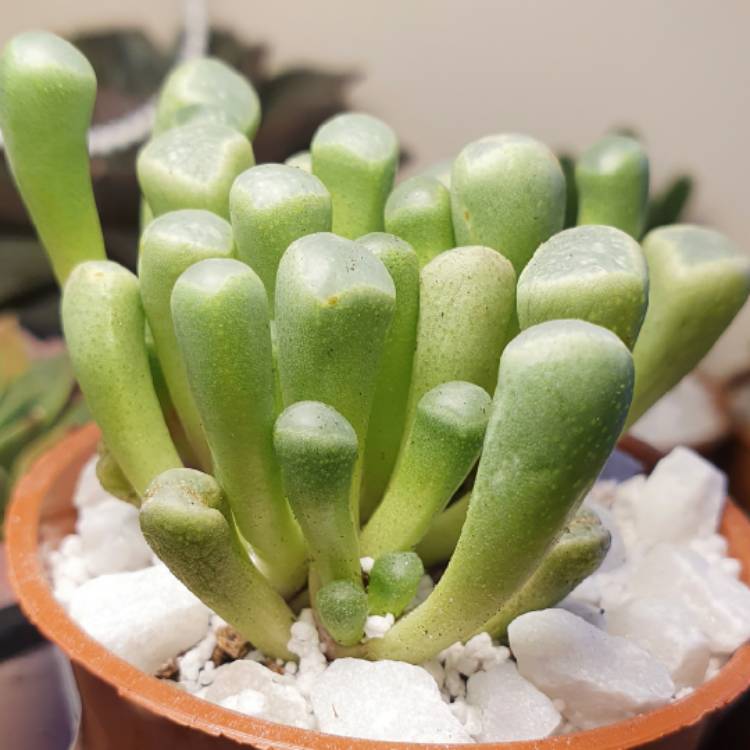 Plant image Fenestraria aurantiaca 'Fireworth '