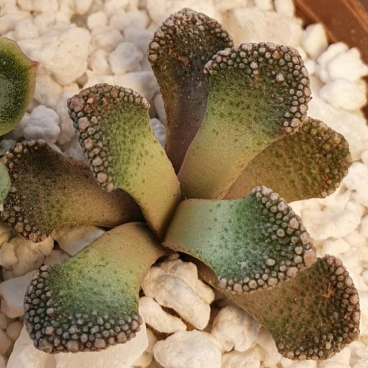 Plant image Titanopsis Calcarea (Living Jewel)