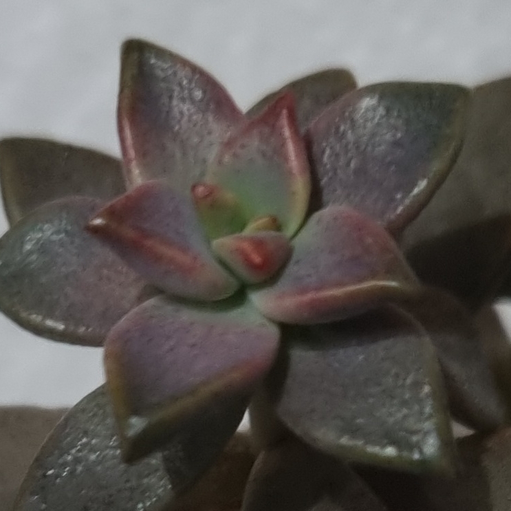 Plant image Graptopetalum Copper Rose