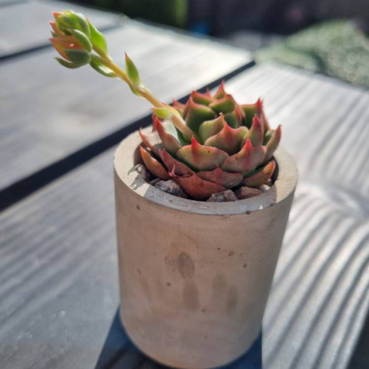 Plant image Echeveria Ramillete