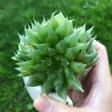 Haworthia Cooperi
