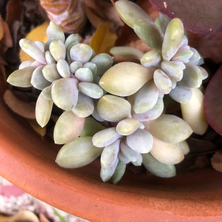 Plant image x Pachyveria Clavifolia Cristata
