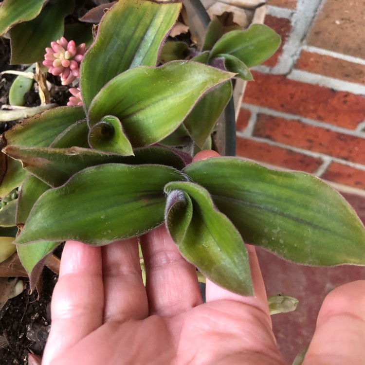 Plant image Tradescantia chrysophylla 'Baby Bunny Bellies'