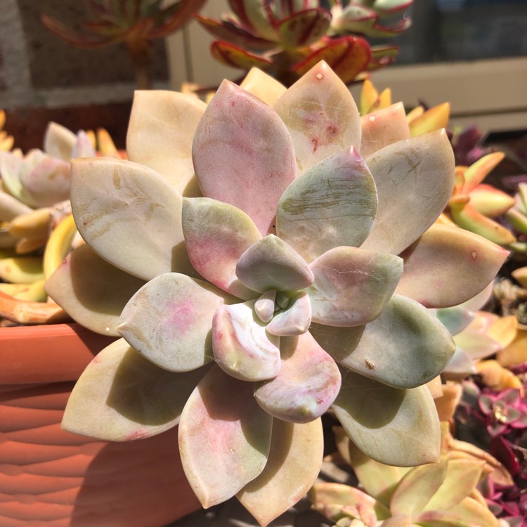 plant image 1414816