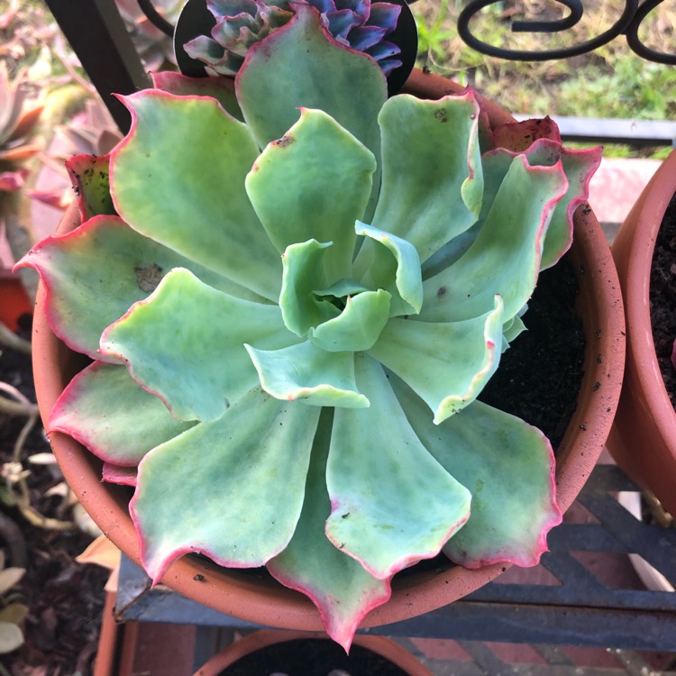 Plant image Echeveria Rainbow