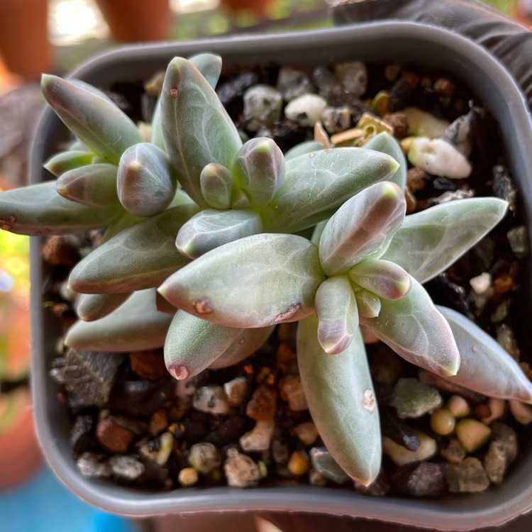 plant image 1515564