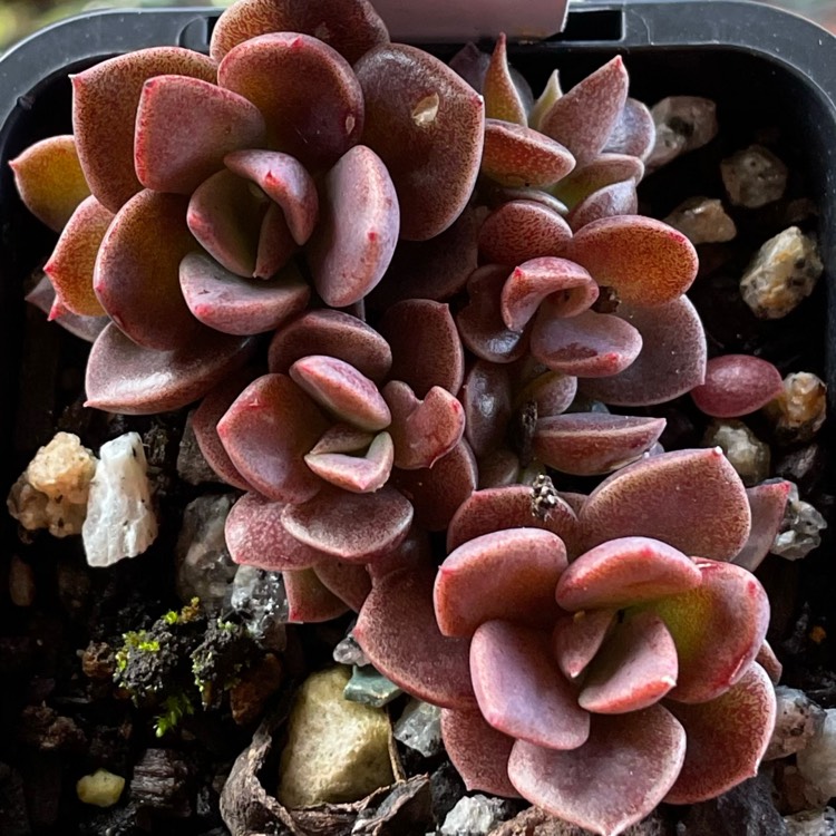 plant image 1515565