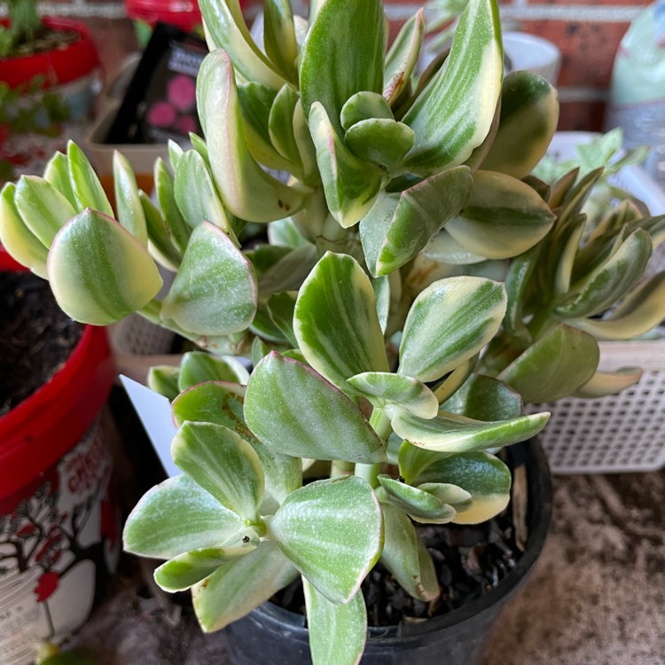 plant image 1515571