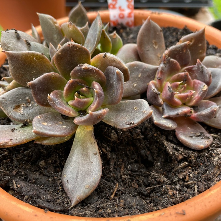 plant image 1515574