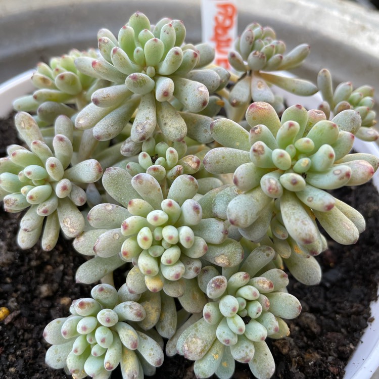 plant image 1515577
