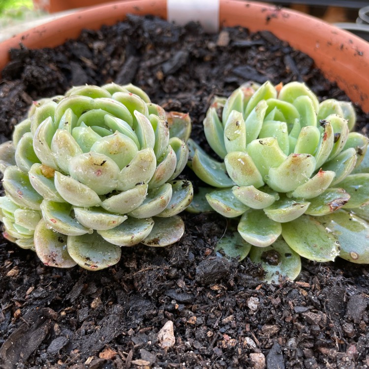 Plant image Echeveria Raspberry Ice