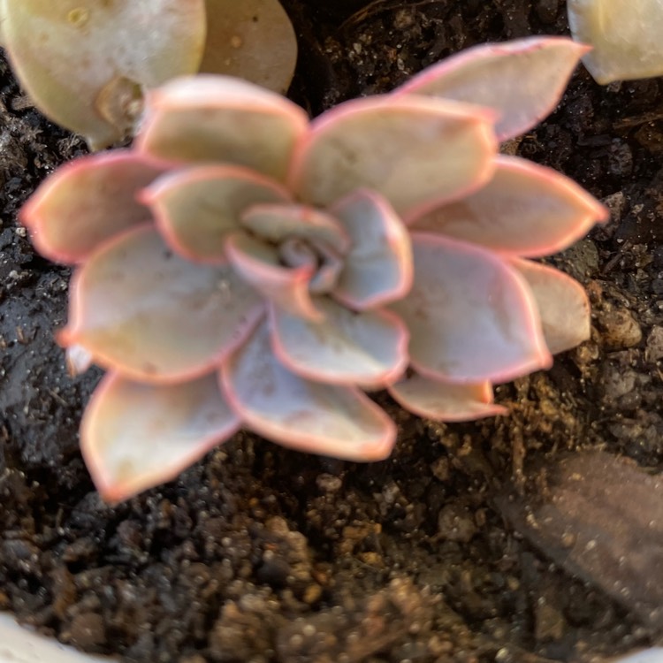 plant image 1515580