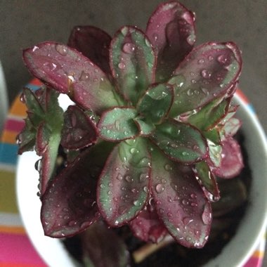 Echeveria Nodulosa