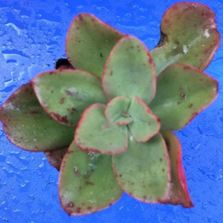 plant image 556336