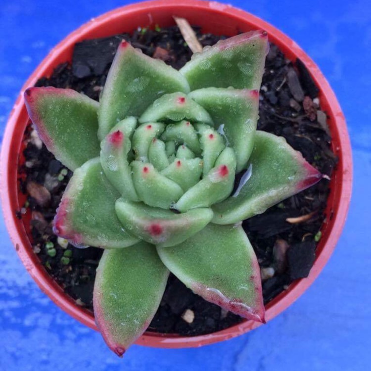 Plant image Echeveria Agavoides Gaya
