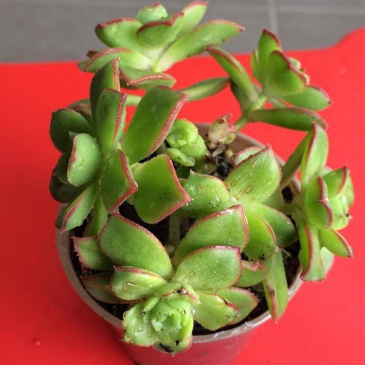 Plant image Aeonium x mascaense Bramwell