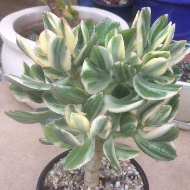 Crassula ovata 'Tricolor'