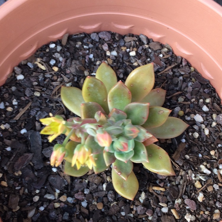 plant image 576098