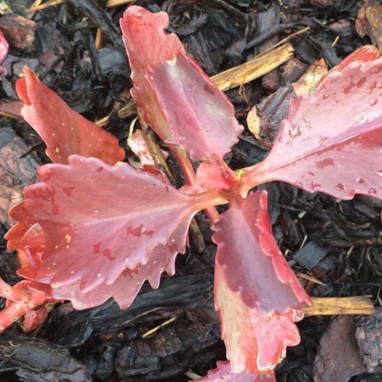 Plant image Kalanchoe brachyloba
