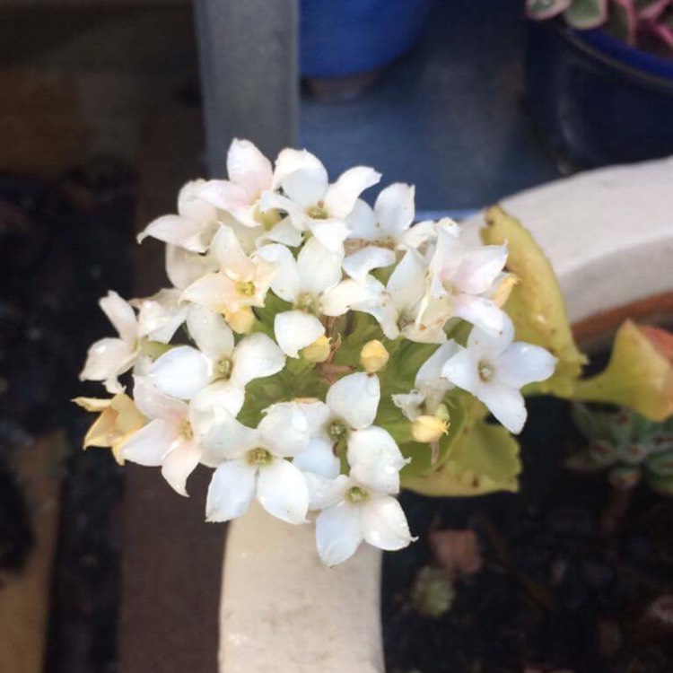Plant image Kalanchoe blossfeldiana 'Calandiva White'