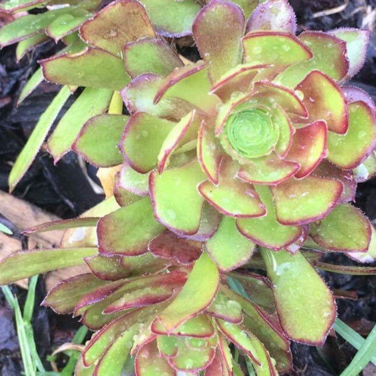 Plant image Aeonium Urbicum Rubrum