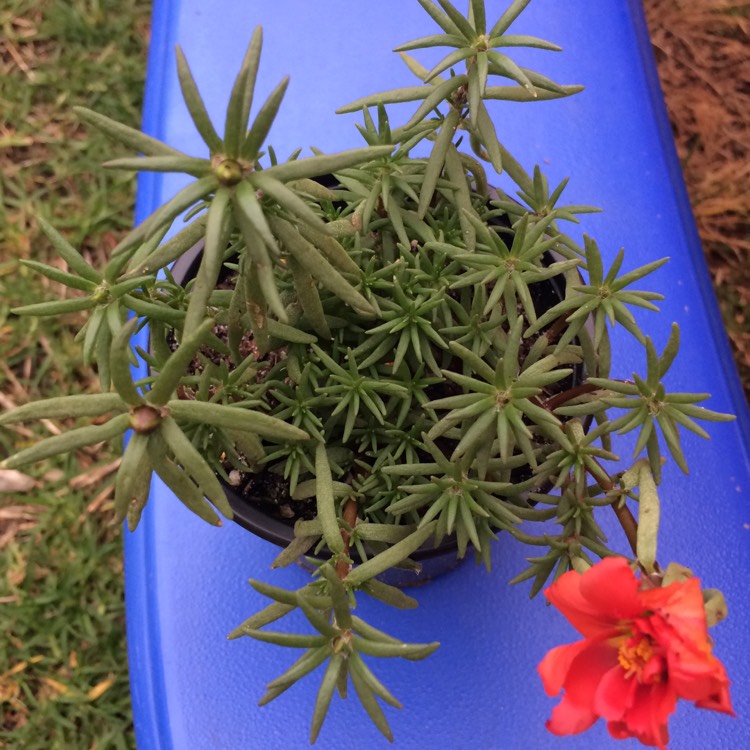 Plant image Portulaca grandiflora 'Red'