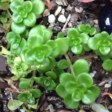 Sedum spurium 'Green Mound'