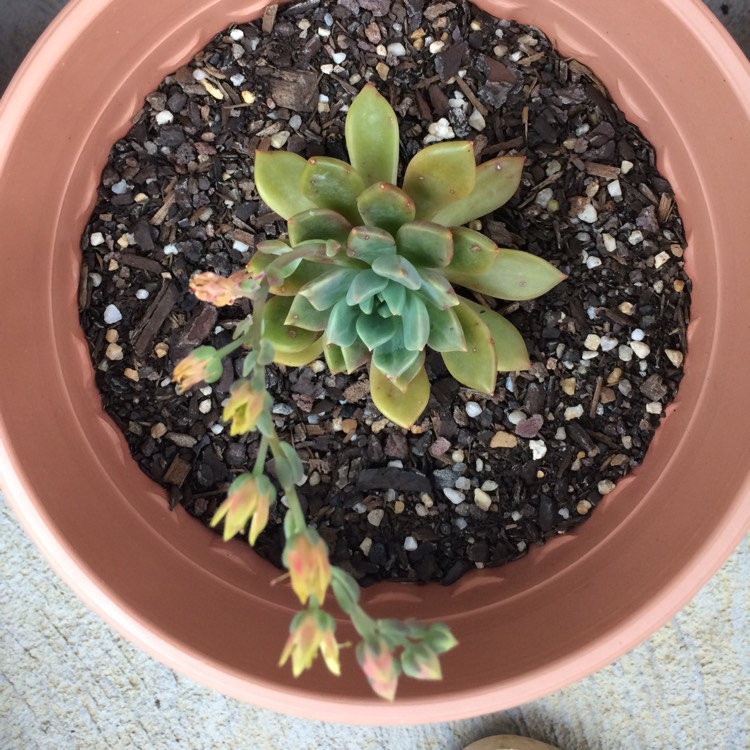 Plant image xGraptoveria Rapeco