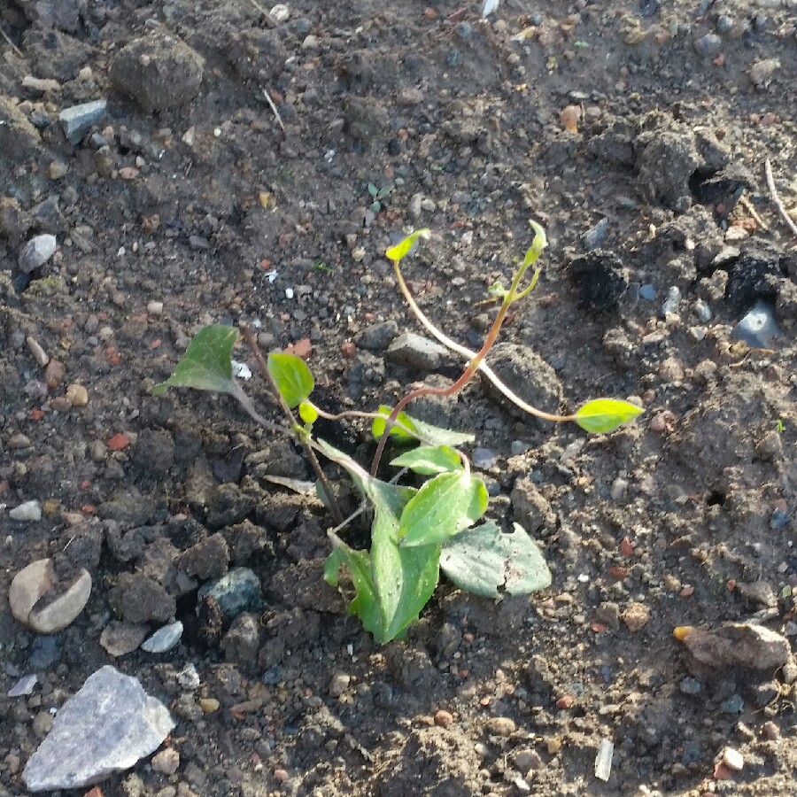 plant image 61567