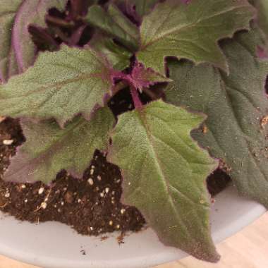 Gynura Aurantiaca 'Purple Passion'