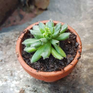 Weronika's garden